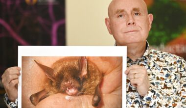 Bat myths bite the dust in new research - ODT