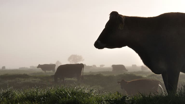 Current rules only allow people to use their KiwiSaver to purchase a first farm if it is brought in their own name.