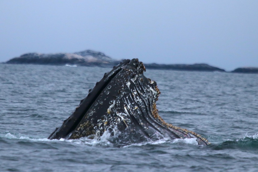 A whale pokes its head from the water