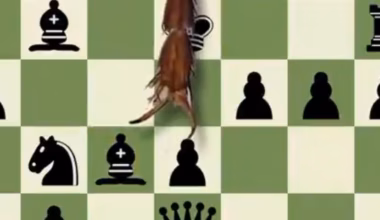 AI: Fruit fly beats Claude Opus 5 at chess in just 11 moves