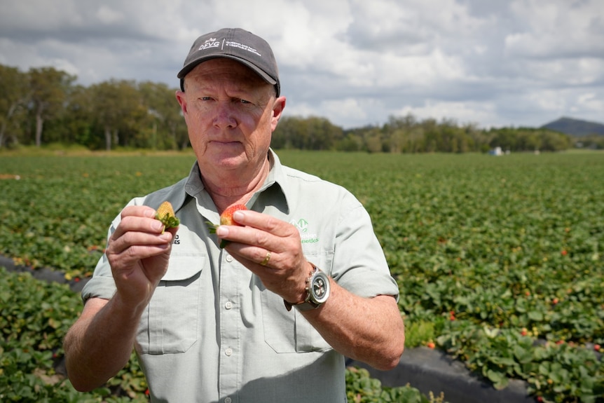 A serious-looking man stares at the camera with discoloured white and bronze strawberries in his hand.