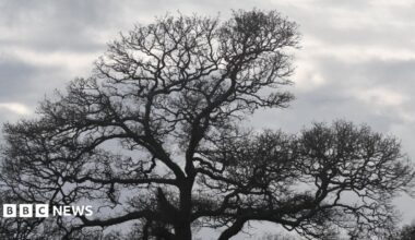 A picture of tree with not many leaves on in front of a cloudy grey sky in the background.