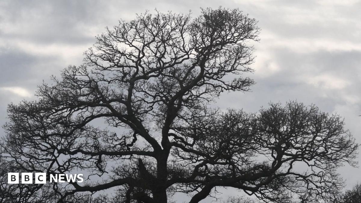 A picture of tree with not many leaves on in front of a cloudy grey sky in the background.