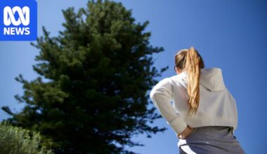 Melville resident to cut down giant pine before council tree policy change
