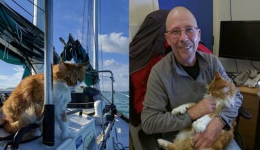 Race to replace deaf sailor's 'ears' after loss of beloved cat