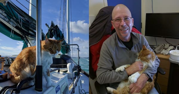 Race to replace deaf sailor's 'ears' after loss of beloved cat