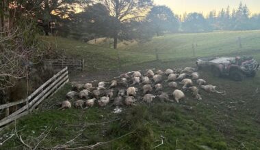 Roaming dogs unleash carnage on lambs in Wairarapa