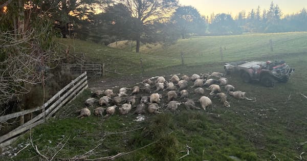 Roaming dogs unleash carnage on lambs in Wairarapa