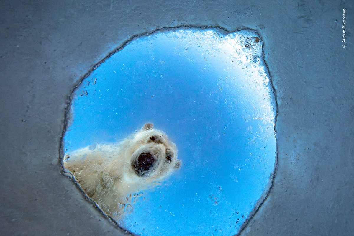 Icy Window by Audun Rikardsen