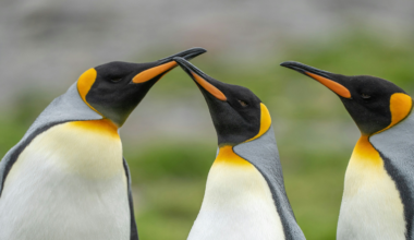 Scientists have learned to count entire emperor penguin colonies from space by spotting the rust-colored guano stains their crowds leave on the ice, a smear visible to a satellite camera that has let researchers track every colony on the Antarctic coast without sending a single ship