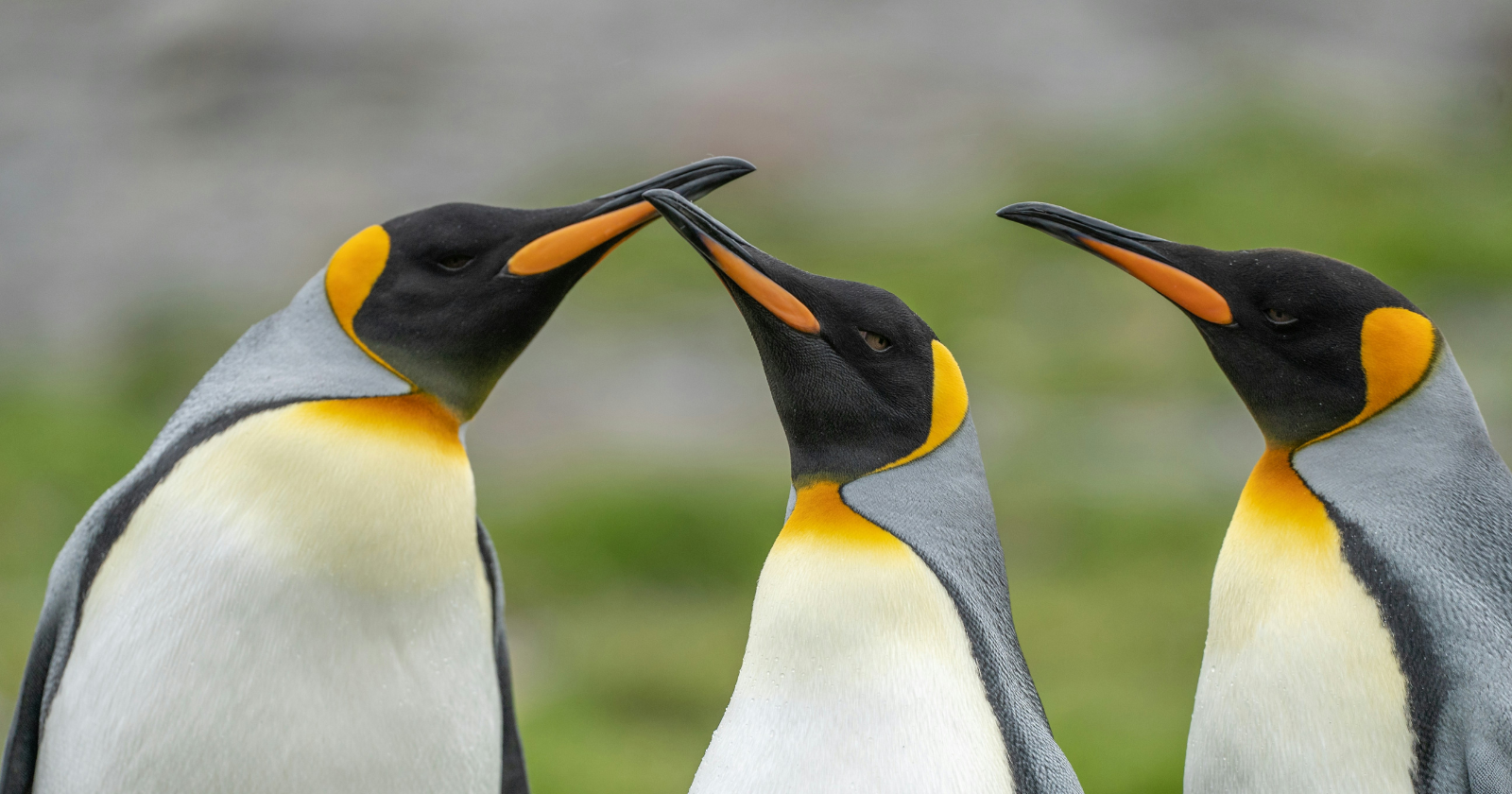 Scientists have learned to count entire emperor penguin colonies from space by spotting the rust-colored guano stains their crowds leave on the ice, a smear visible to a satellite camera that has let researchers track every colony on the Antarctic coast without sending a single ship