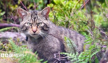 A stunning wildcat stares straight into the camera, almost camouflaged in a woodland setting of greenery. It has an intense stare, with pale green eyes, a pinky orange nose and white whiskers