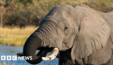 Botswana condemned for slaughtering 23 elephants for independence celebrations - BBC