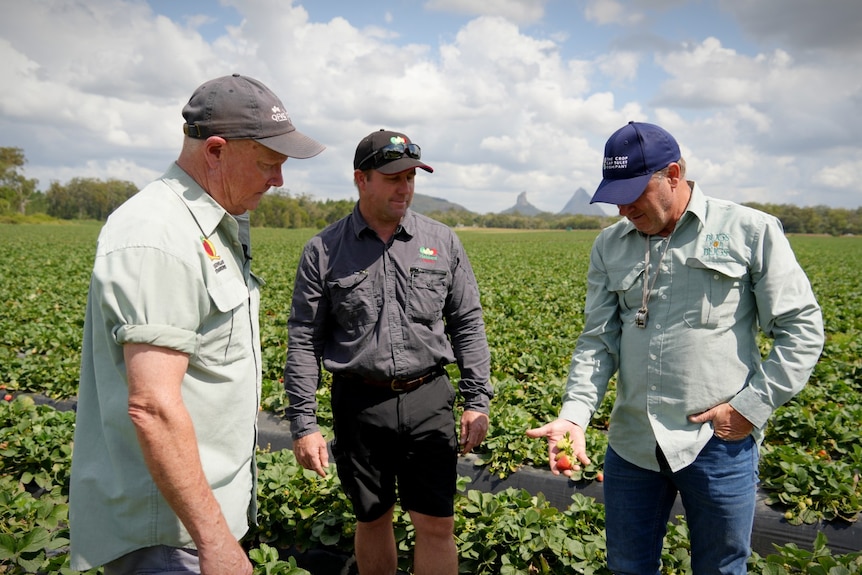 Three men standing in a strawberry field looking at damaged strawberries in one of their hands in the Glass House Mountains.