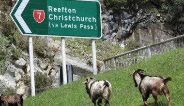 Goat recipes on show at West Coast 'Bush to Belly' event