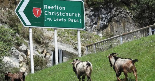 Goat recipes on show at West Coast 'Bush to Belly' event