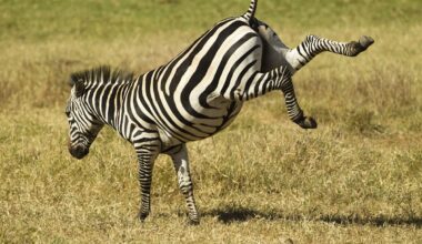 Zebra Sprints Through a Pride of Lions and Somehow Escapes