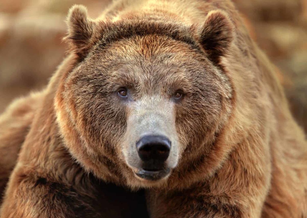 Scientists Just Learned a Bear’s Sex From a Strand of Its Hair