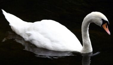 Swan killed and has head removed in city park