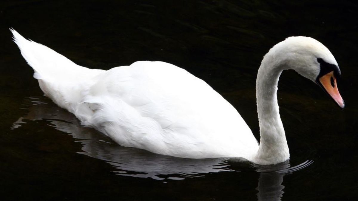 Swan killed and has head removed in city park