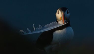 Photographer wins dream Canadian Geographic gig for wildlife portfolio including dramatic shot of puffin and cute fox portrait
