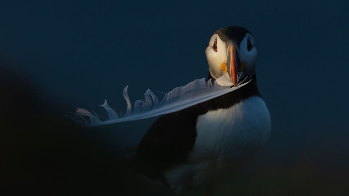 Photographer wins dream Canadian Geographic gig for wildlife portfolio including dramatic shot of puffin and cute fox portrait