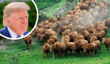 How the Trump Administration Is Trying to Bring Down the Cost of Beef as Meat Reaches a Record High