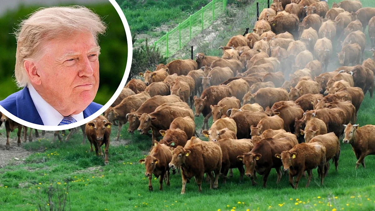 How the Trump Administration Is Trying to Bring Down the Cost of Beef as Meat Reaches a Record High