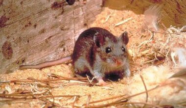 Scientists transplant human brain cells into mice to research disease
