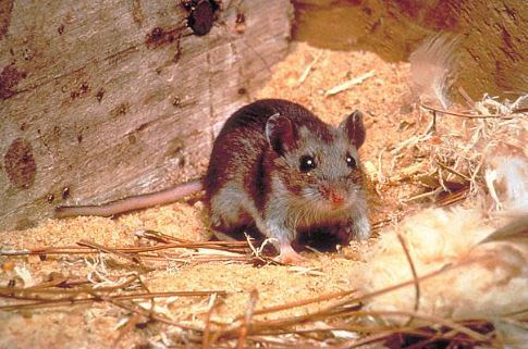 Scientists transplant human brain cells into mice to research disease