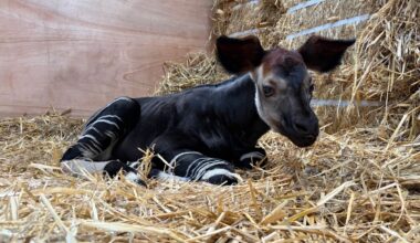 Rainforest Wild Adventure welcomes first okapi born in South-east Asia