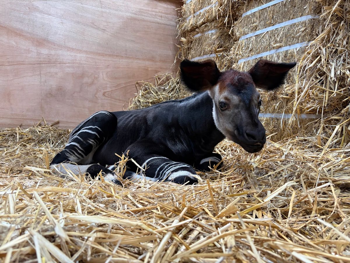 Rainforest Wild Adventure welcomes first okapi born in South-east Asia