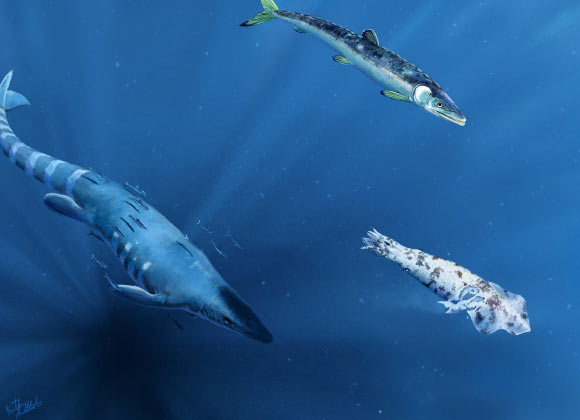 Reconstruction of a mosasaur and large fish preying on an injured Enchoteuthis, representing potential candidates for the bite marks on the octopod. Image credit: Kaitlin Lindblad.
