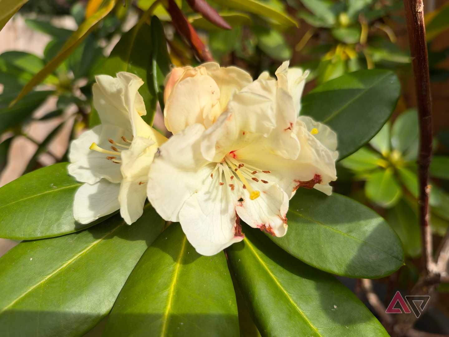 A photo taken with the Apple iPhone 18 Pro Max