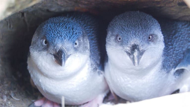 Kororā/little penguin.