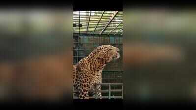 Leopard rescued in Katarniaghat, to be released in natural habitat