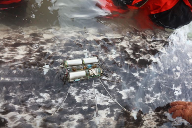 The transmitters stayed on the animals for up to three years before dropping off and falling to the ocean floor.