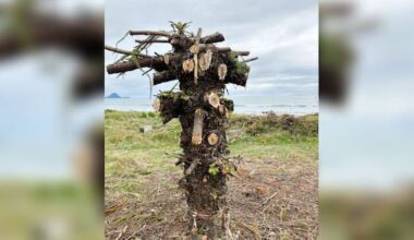 Only a stump remains of twice vandalised tree in Ōhope