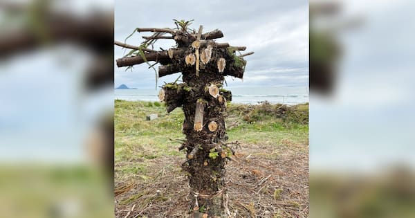Only a stump remains of twice vandalised tree in Ōhope