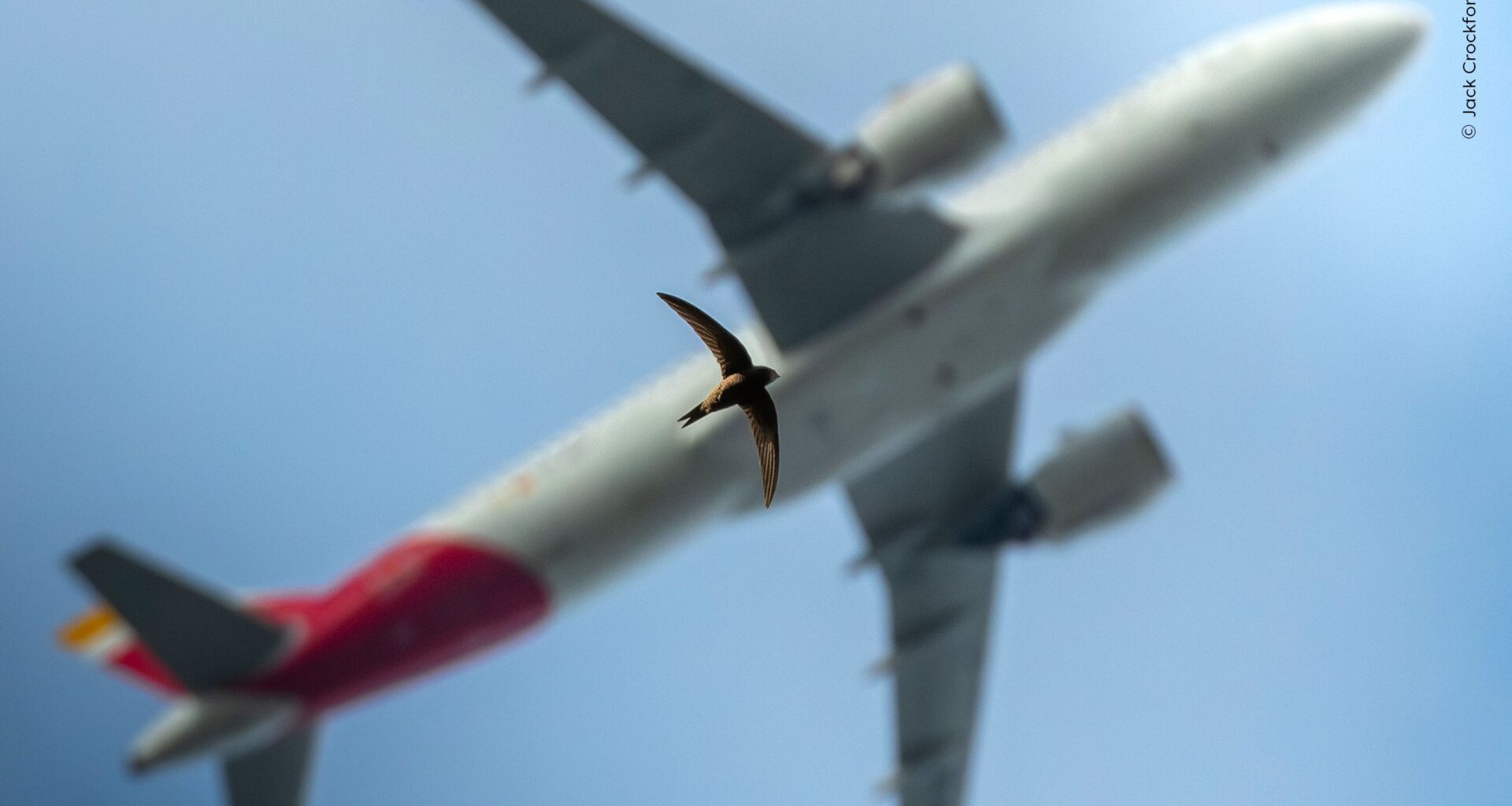 Award-winning 16-year-old photographer now highlighted in world’s leading wildlife photography competition with an almost perfectly aligned bird and airplane DSLR image