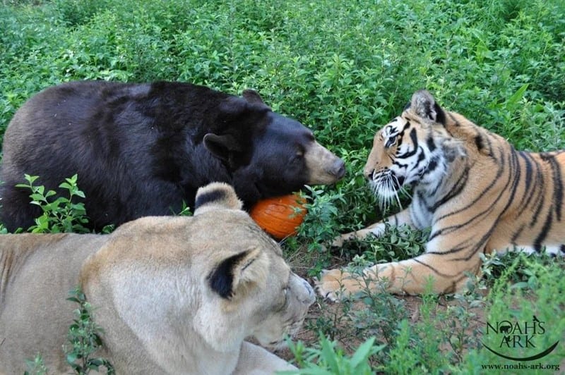 The lion, tiger and bear lying down together in a field