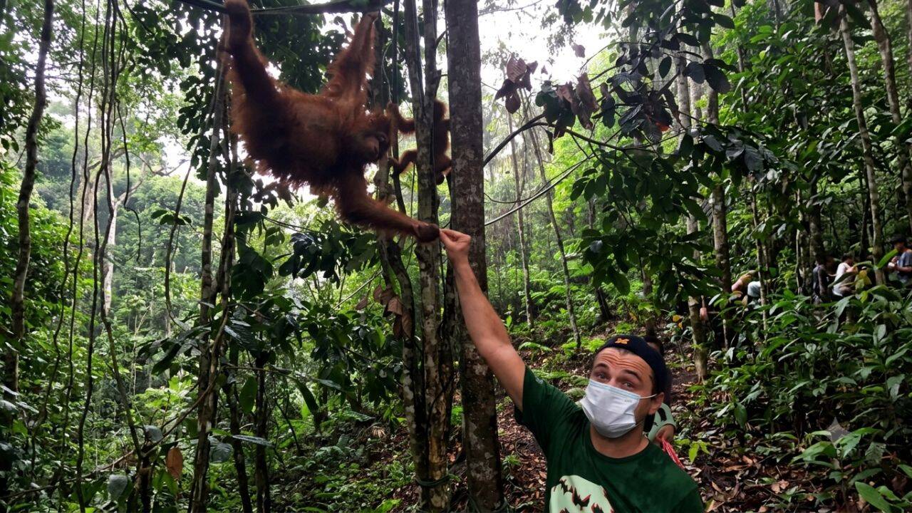 PC: Instagram Palm oil expansion puts Leuser forests under pressure<br>