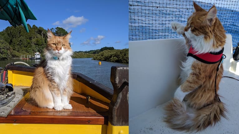 Paul Thompson, 69, pictured with his sailing companion Skatty.