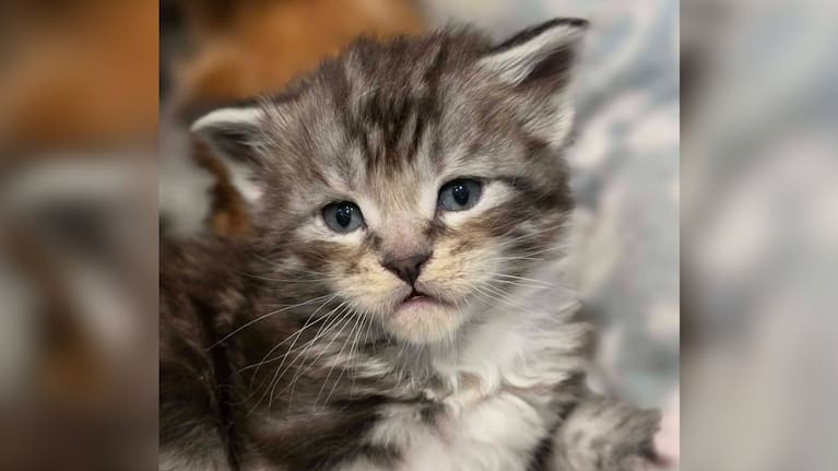 Paul Thompson's new kitten.
