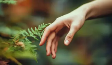 How do plants sense touch? Scientists uncover the molecular cascade behind mechanical sensing
