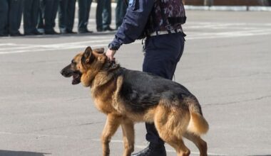 Officers justified in punching man who was choking police dog during arrest