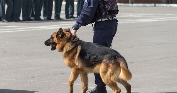 Officers justified in punching man who was choking police dog during arrest