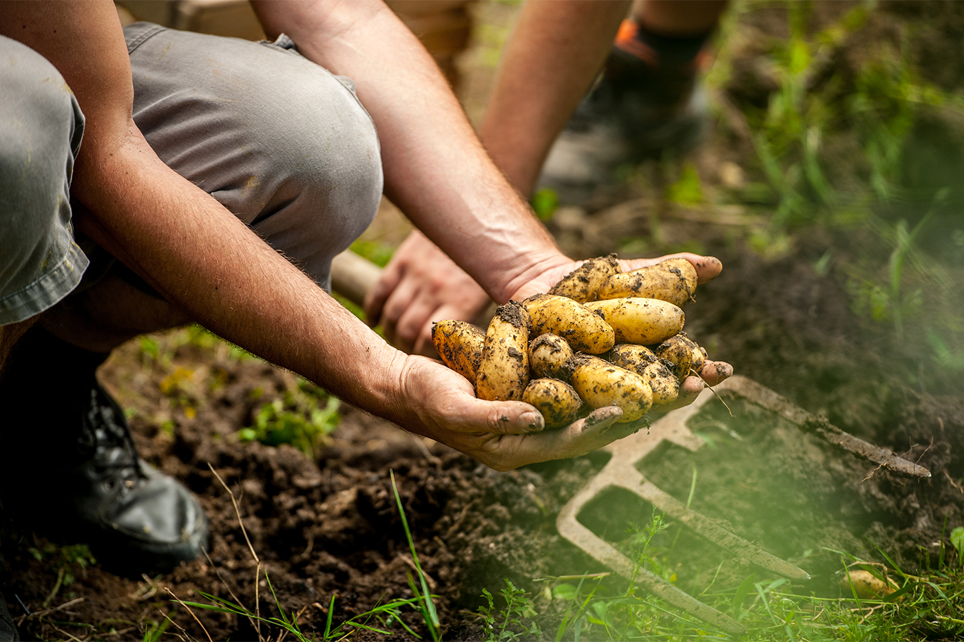 Kneeling gardener holding freshly dug potatoes over soil beside a garden fork