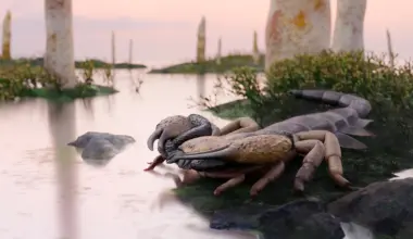 A coffee-table-size scorpion roamed Earth before forests existed