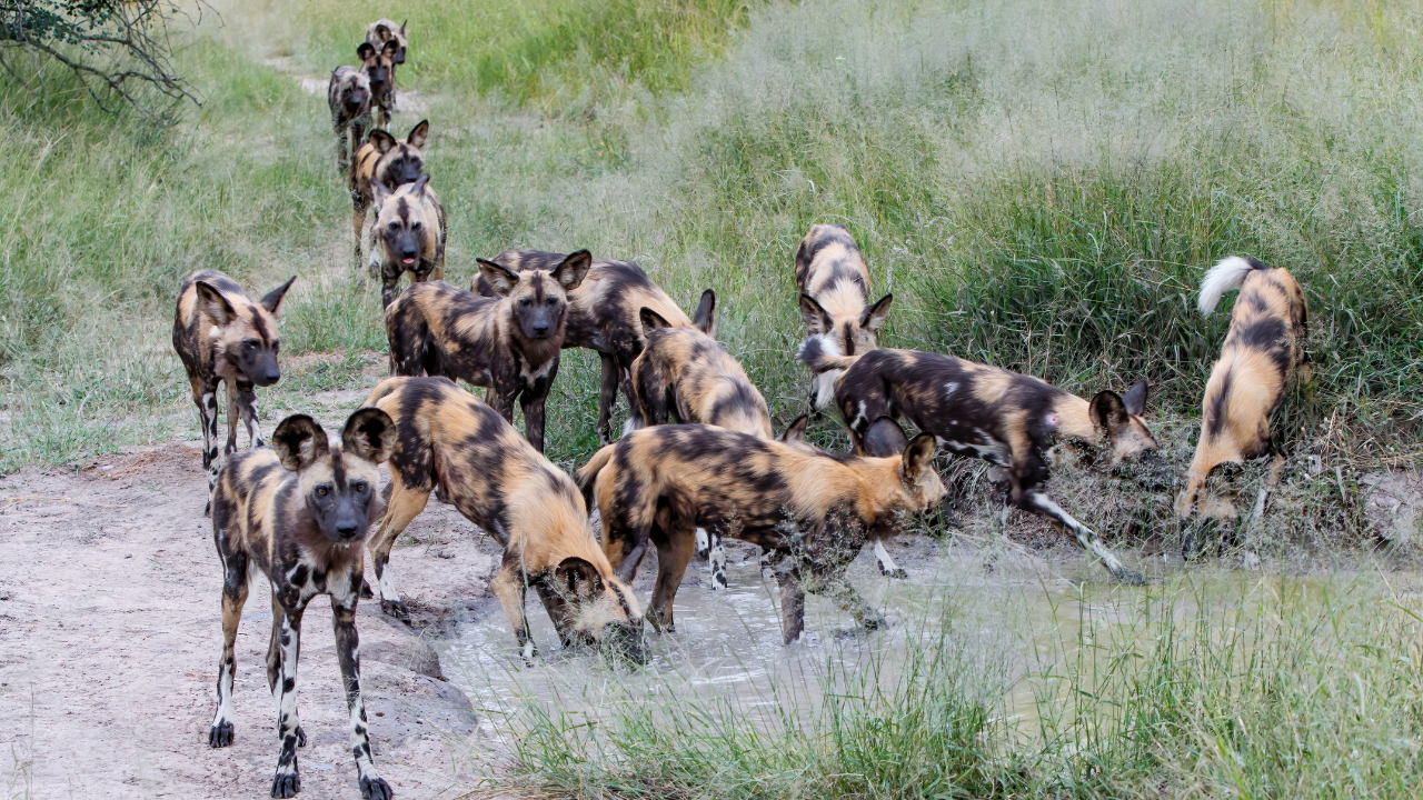 Representative Image of African Wild Dogs (Image Credit: Canva) Represent<u></u>ative Image of African Wild Dogs <br>